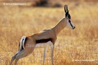 Springbok 71-9-08